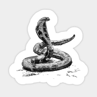 Cobra Ink Drawing Sticker